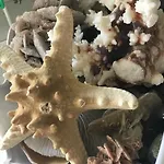 Hotel Star Cattolica