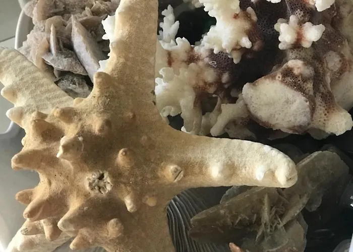 فندق Star كاتوليكا